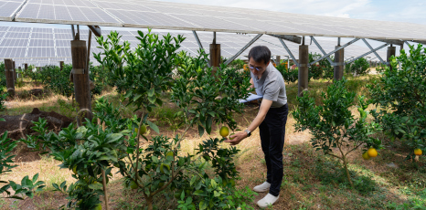 In un frutteto con pannelli solari, ricercatore maschio che guarda le arance