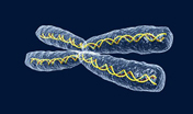 Genetica, cromosoma