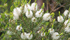 Pianta di Melaleuca alternifolia