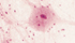 Cellule neuronali al microscopio