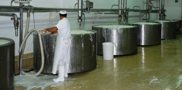 Addetto dell'industria casearia durante la lavorazione del latte