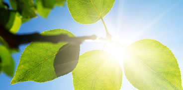 Raggi solari filtrano attraverso le foglie