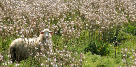Pecora in mezzo a un campo fiorito