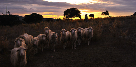 Gregge di pecore al tramonto