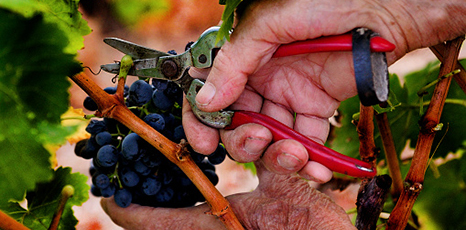 Persona taglia grappolo di uva
