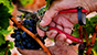 Persona taglia grappolo di uva