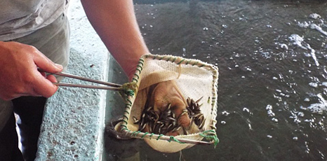 Persona raccoglie pesci da una vasca