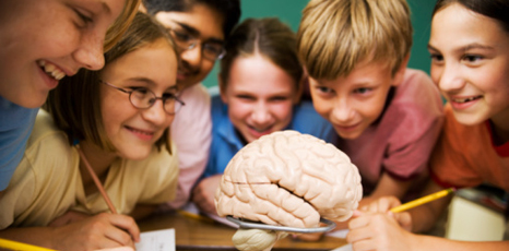 Gruppo di ragazzi osserva la riproduzione di un cervello