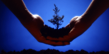 Mani proteggono un albero