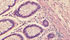 Immagine di cellule al microscopio
