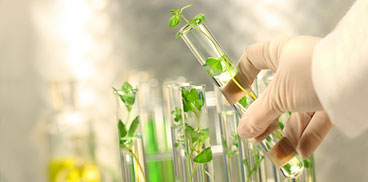 Estratti di piante in provette da laboratorio