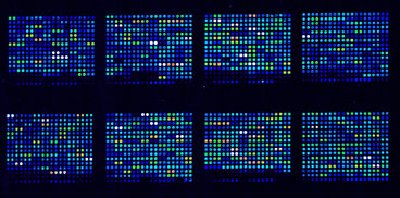 Microarrays di DNA