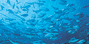 Banco di pesce