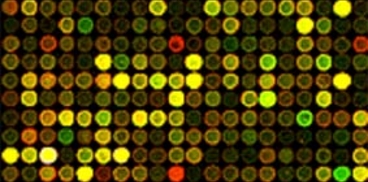 Immagine di microarray
