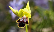 Ophrys fusca ortuabis