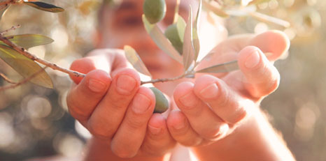 Persona raccoglie olive direttamente dai rami
