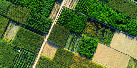 Vista aerea di campi coltivati