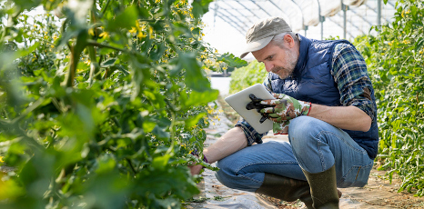 Agricoltore con tablet controlla le piante